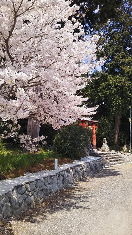 御霊神社境内の桜