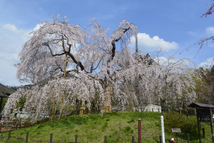 浄専寺境内のしだれ桜