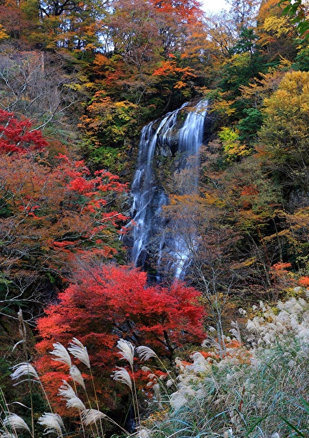 紅葉と白滝