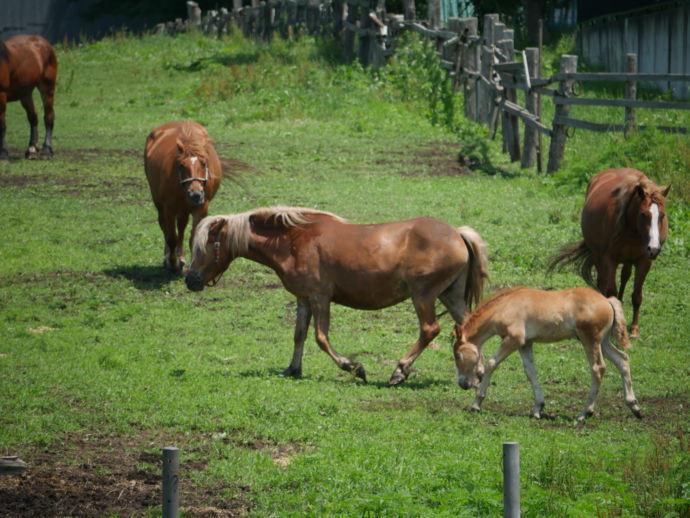 青森県五戸町にある馬の牧場