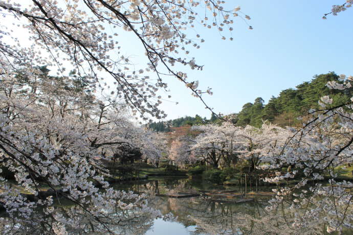 五泉市の村松公園に咲く桜