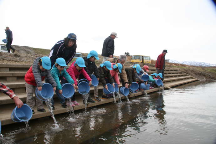 能代川にサケの稚魚を放流する園児たち