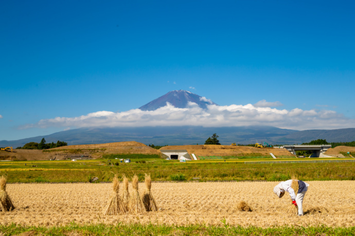 富士山をバックに、田んぼで稲刈りをしている様子