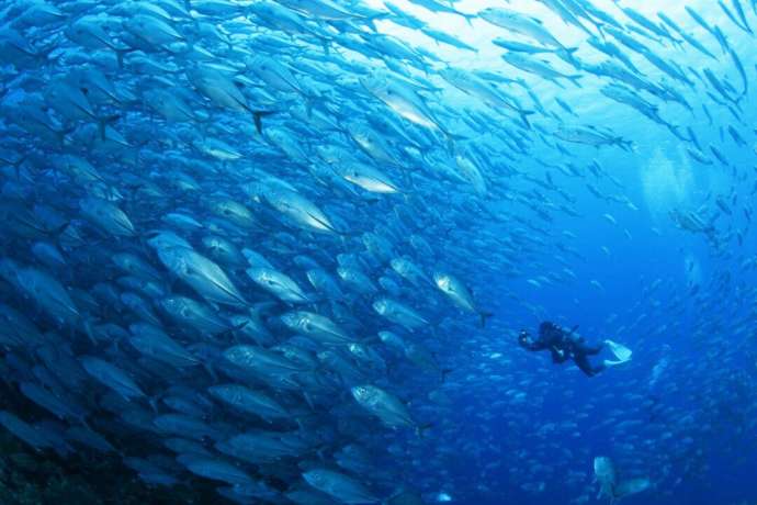 鹿児島県にある「GTダイバーズ沖永良部島」でのダイビングで魚の大群を見つけたダイバー