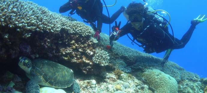 鹿児島県にある「GTダイバーズ沖永良部島」でのダイビングで生き物をじっくり観察している人