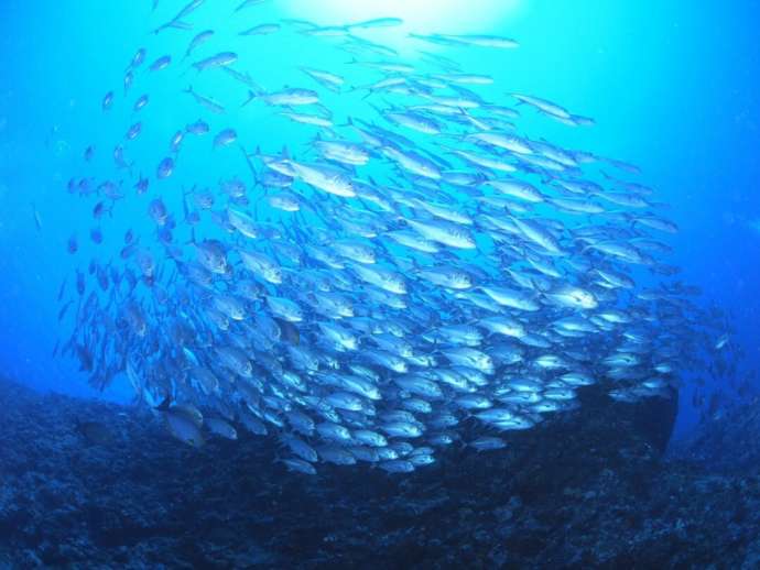 鹿児島県にある「GTダイバーズ沖永良部島」でのダイビングで見つけたギンガメアジの群れ