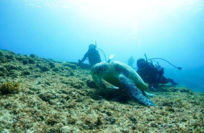 鹿児島県にある「GTダイバーズ沖永良部島」でのダイビング中に見つけたウミガメ