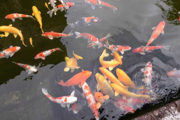 道の駅内の池にいる鮮やかな色の鯉たち