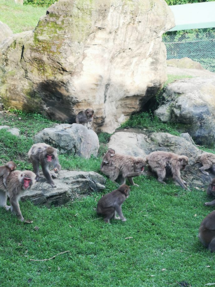 群馬サファリパークの夕暮れサファリで見られる猿たちの様子