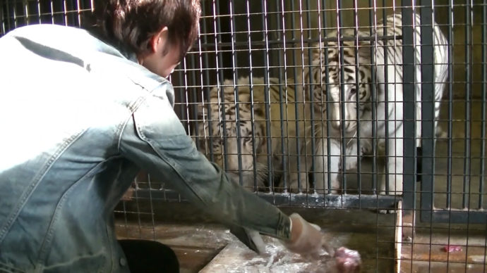 群馬サファリパークでできる飼育体験