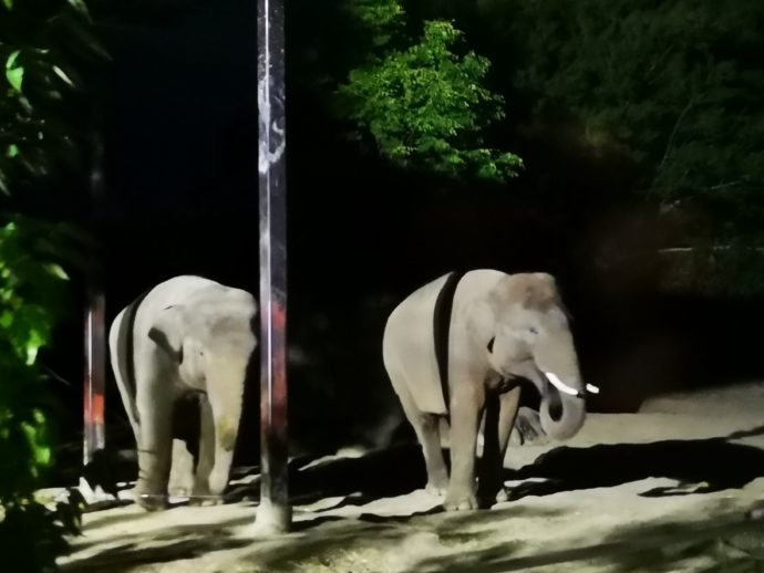群馬サファリパークのナイトサファリではゾウの姿を見られる