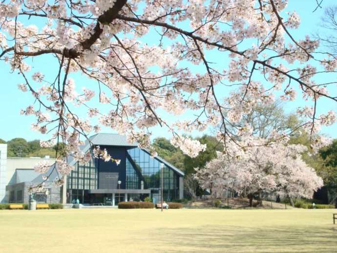「群馬県立歴史博物館」の正面外観と「群馬の森」公園で満開の桜