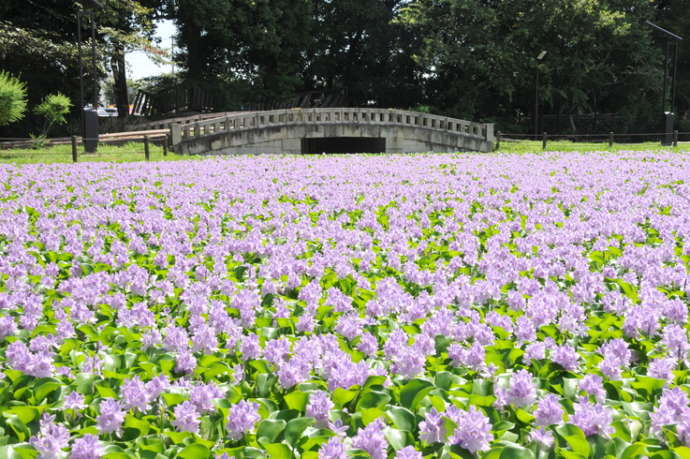 水城公園のあおいの池を埋め尽くす薄紫色のホテイアオイ