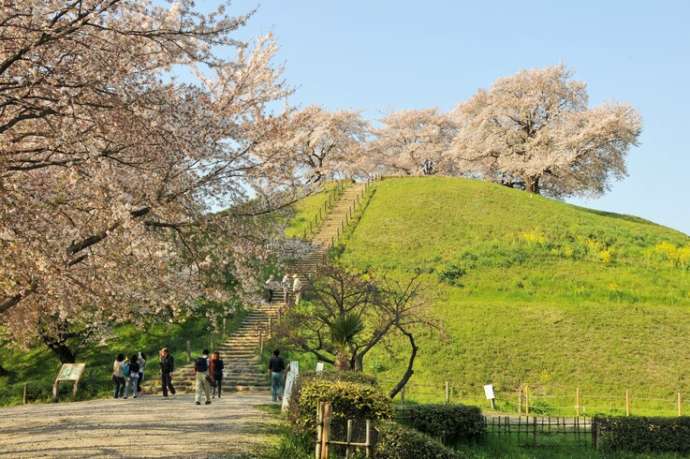 埼玉県行田市のさきたま古墳公園にある丸墓山古墳の桜のシーズンの光景