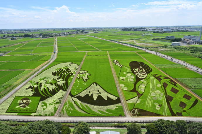 埼玉県行田市にある世界最大の田んぼアート