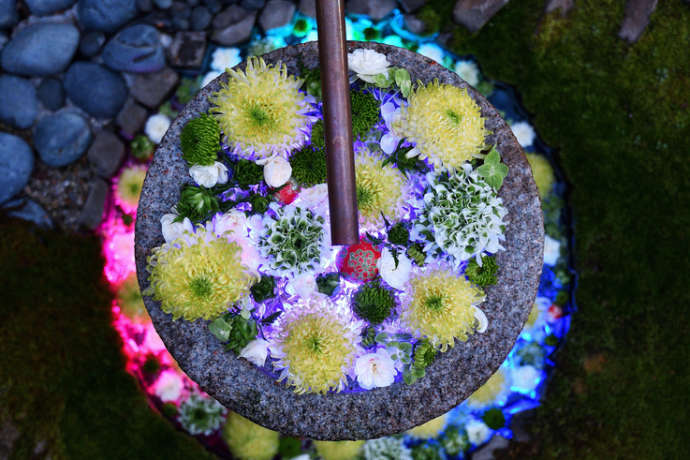 行田八幡神社でライトアップされた花手水