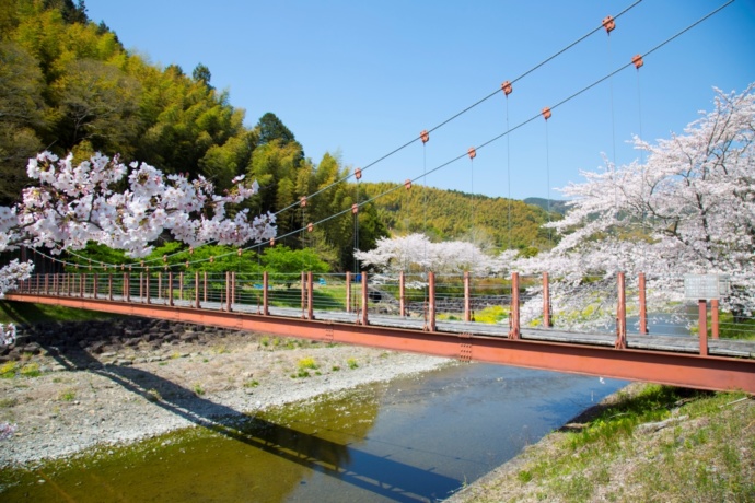 「道の駅 玉露の里」の敷地内を流れる朝比奈川沿いのお散歩コース（春）