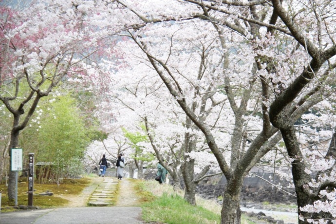 「道の駅 玉露の里」の敷地内を流れる朝比奈川沿いのお散歩コース（春）
