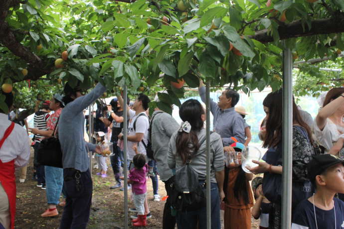 玉東町で開催されるハニーローザ収穫祭の様子