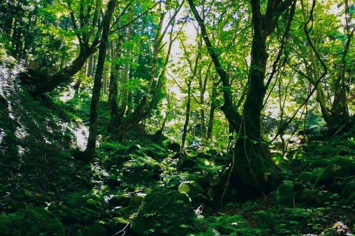兵庫県美方郡にある「もののけの森 グリーンパークハチ北」に隣接しているもののけの森の木々