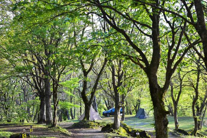兵庫県美方郡にある「もののけの森 グリーンパークハチ北」のサイトを木々越しに眺める