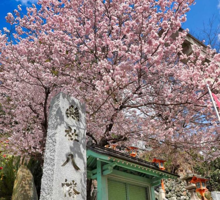 愛媛県八幡浜市にある總鎮守八幡神社の表参道の桜