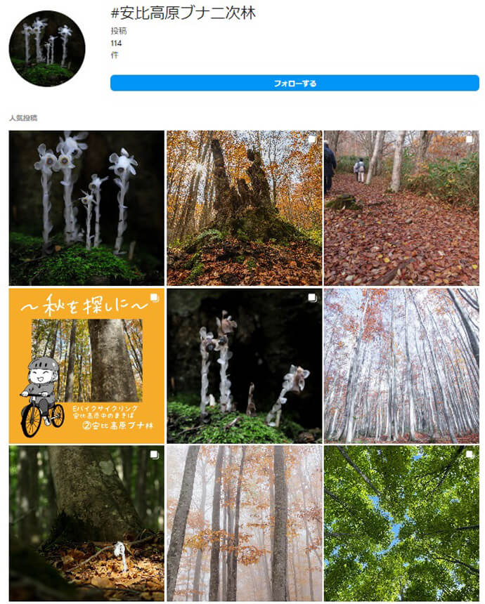 インスタグラムに投稿されている安比高原ブナ二次林の写真