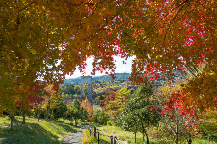 紅葉が美しい県立秦野戸川公園