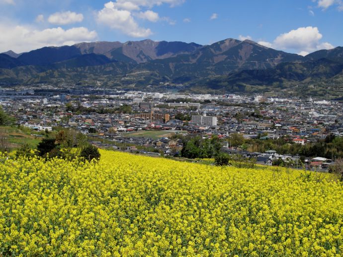 渋沢丘陵の菜の花と市内の眺望