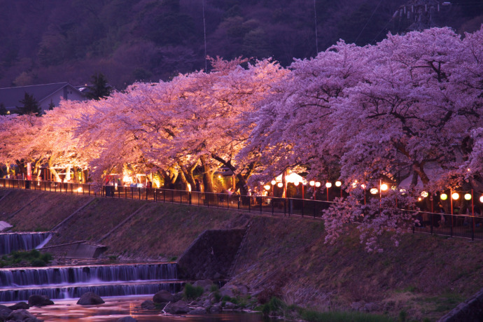 箱根町・宮城野地区の、桜並木のライトアップ
