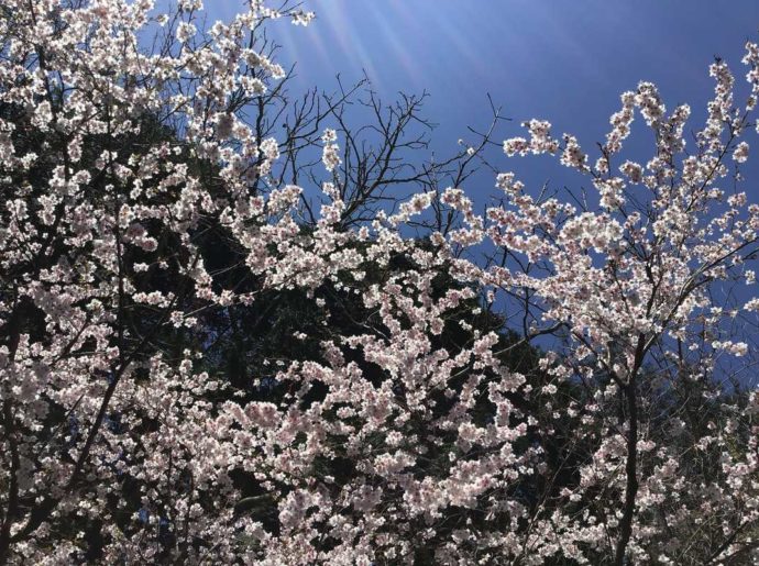 箱根やすらぎの森の敷地内に咲くマメザクラ