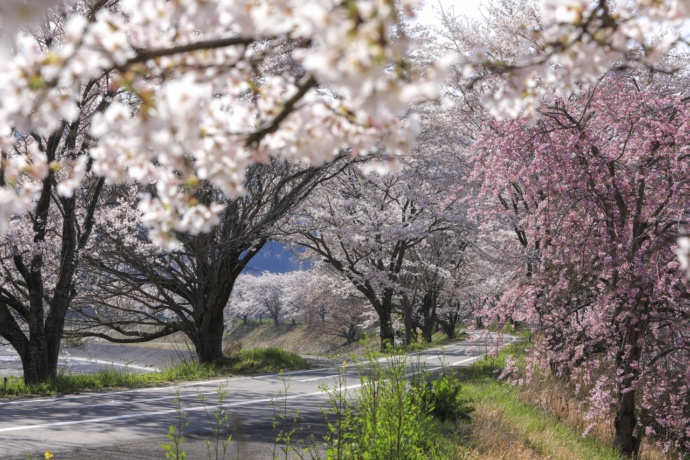 久慈川サイクリングロードの桜並木