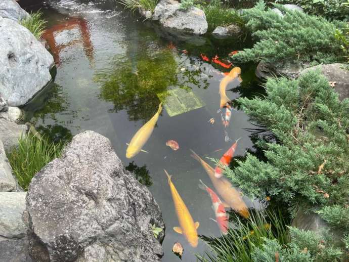 「蛇窪神社」境内の辨天池で泳ぐ錦鯉