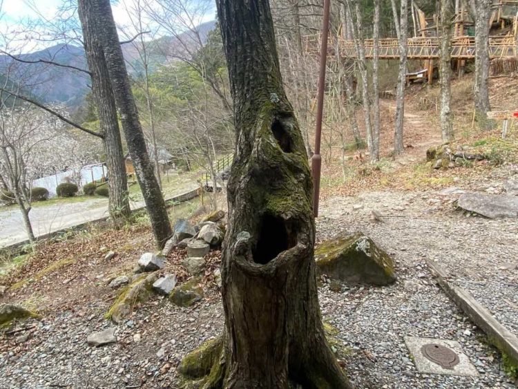 飛騨小坂ふれあいの森キャンプ場の人面木