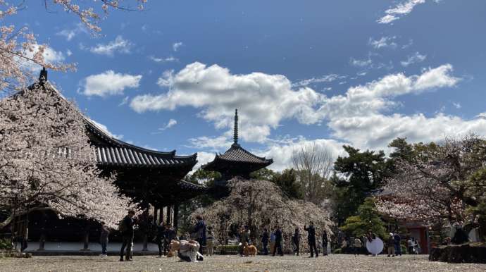 道成寺と桜の咲く境内