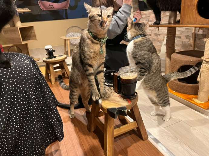 「保護猫カフェひだまり号」に在籍する猫たち