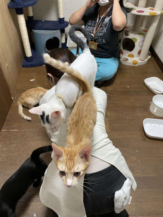 スタッフの背中に乗る「保護猫カフェひだまり号」に在籍する猫たち