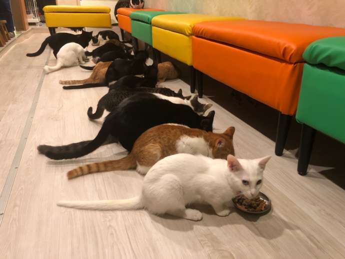 「保護猫カフェひだまり号」に在籍する猫たち