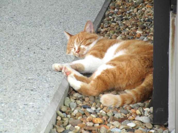 山形県東根市にある「東の杜」でくつろぐ猫
