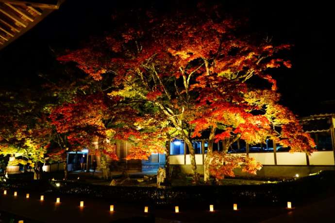 大本山永源寺の紅葉のライトアップ