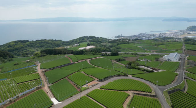東彼杵町の茶畑が広がる里山の風景