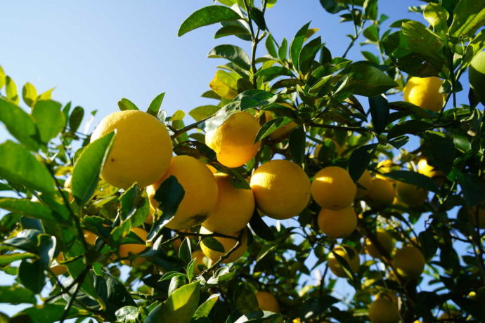 平岡農園で栽培されているアレンユーレカレモン