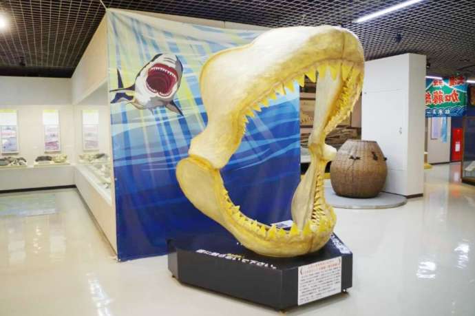 「平塚市博物館」2階に展示される「メガロドンの顎歯模型」