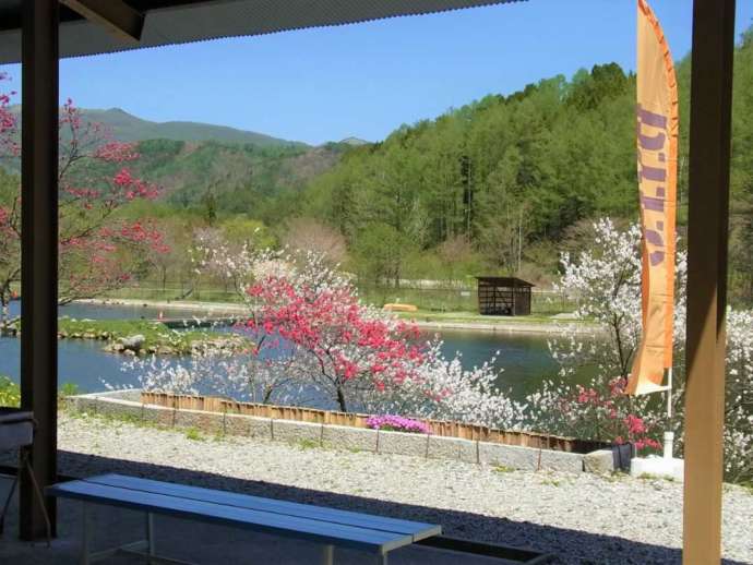 新休憩所から見えるハナモモの花と平谷湖
