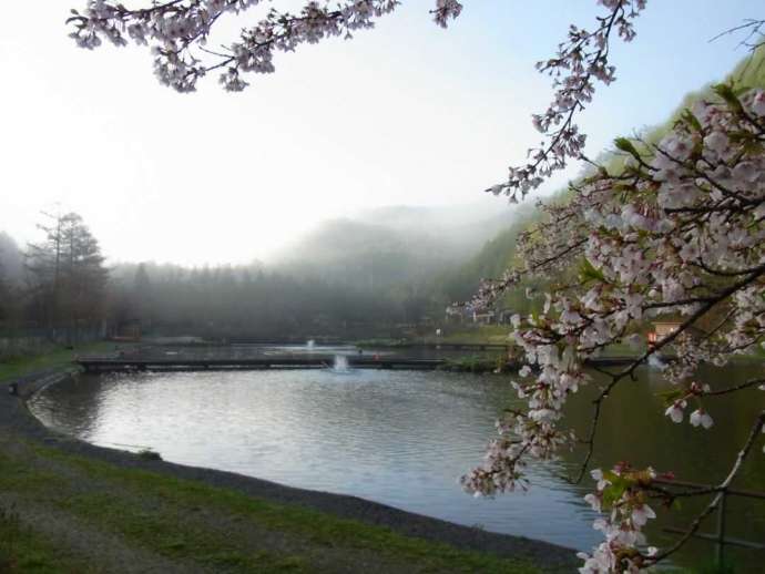 桜が咲く平谷湖