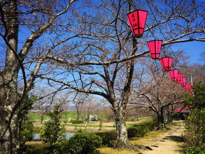 廣瀬大社の桜公園