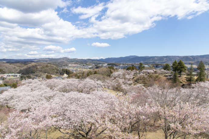 常陸太田市西山公園の桜まつり