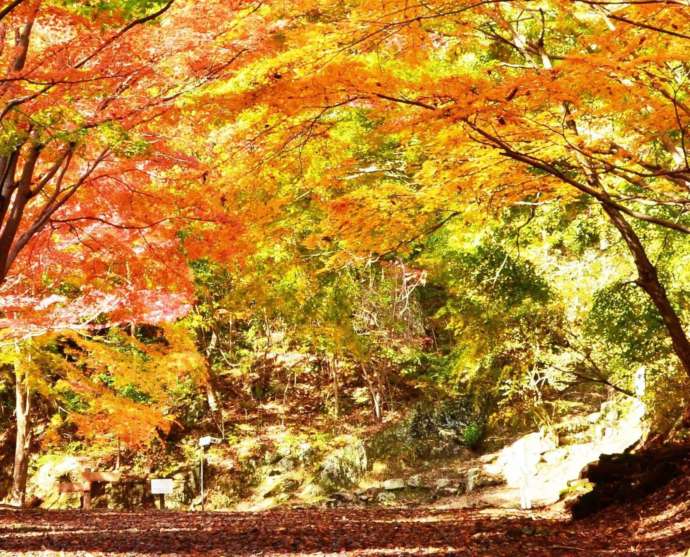 紅葉が美しい小木津山自然公園