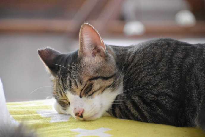 保護猫カフェふにゃりの店内で居眠りする猫