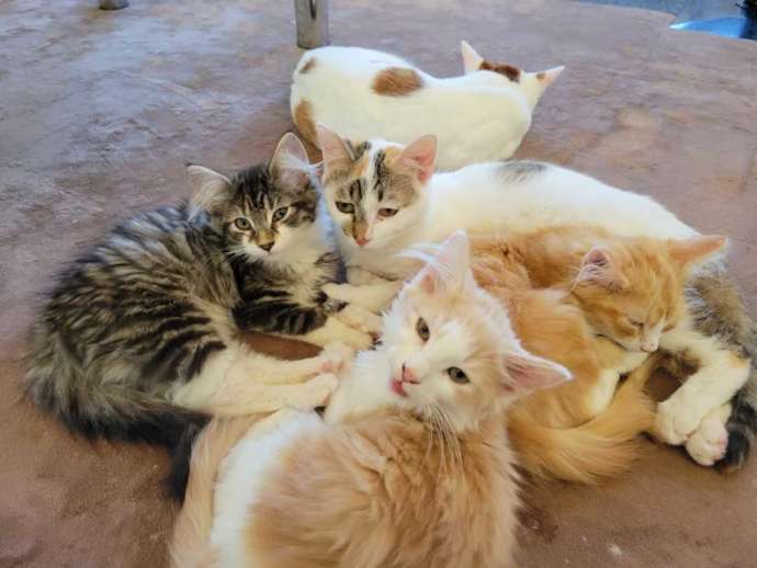 仲良く寄り添う保護猫カフェふにゃりの猫たち